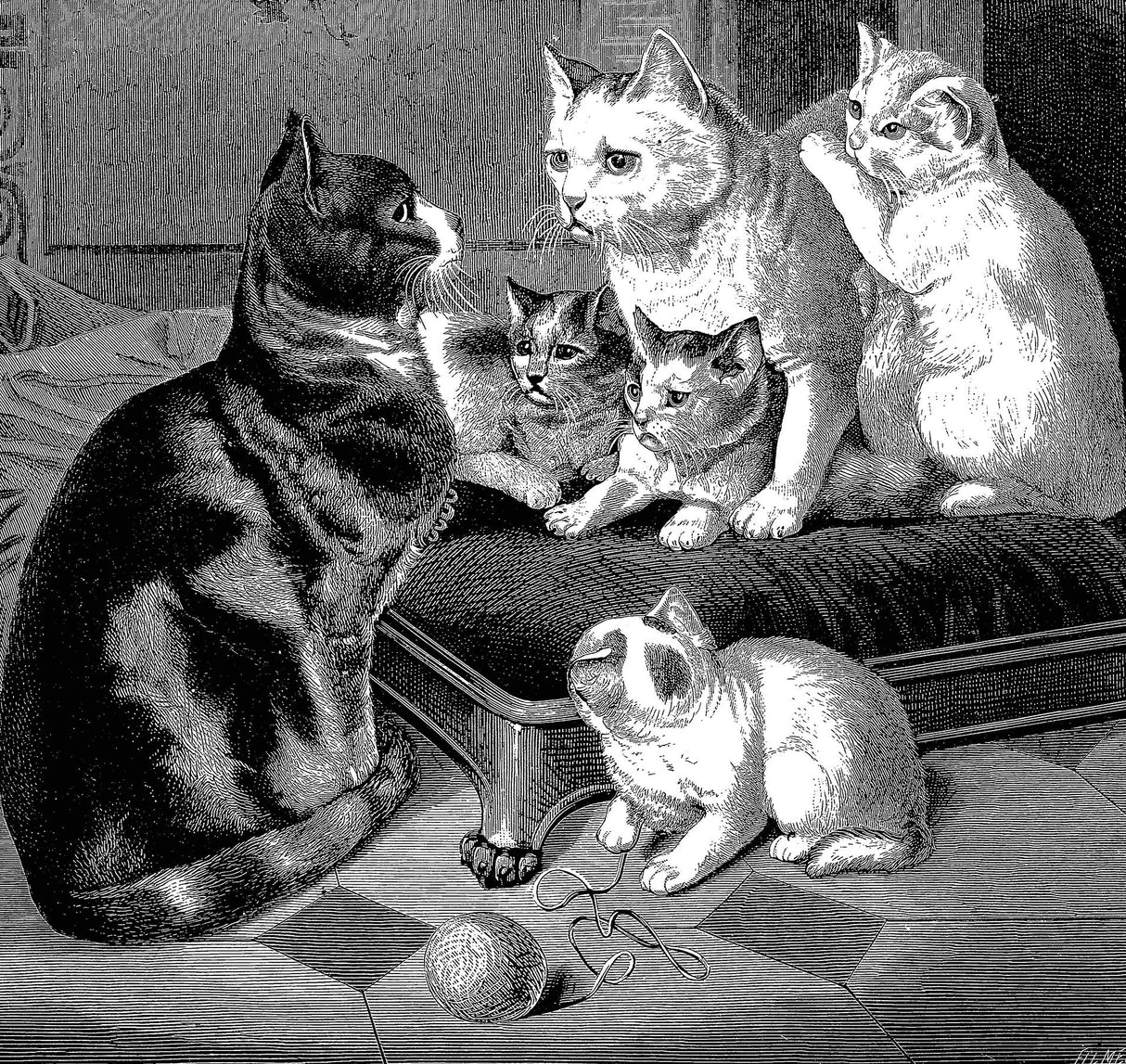 Animals: Illustrations of Mammals, Birds, Fish, Insects etc