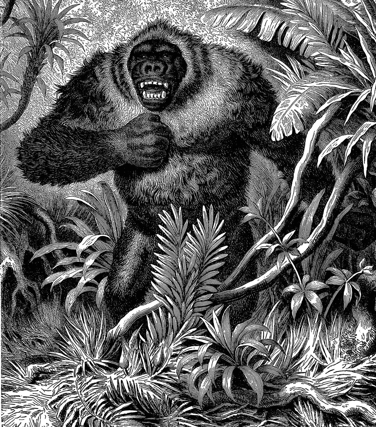 Animals: Illustrations of Mammals, Birds, Fish, Insects etc