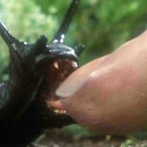 Animal Attack Movies