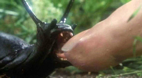 Animal Attack Movies! - Orbit DVD