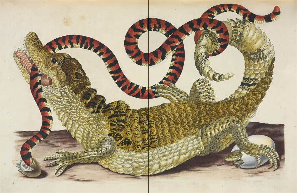 Affinities: A Journey Through Images from The Public Domain Review - Books