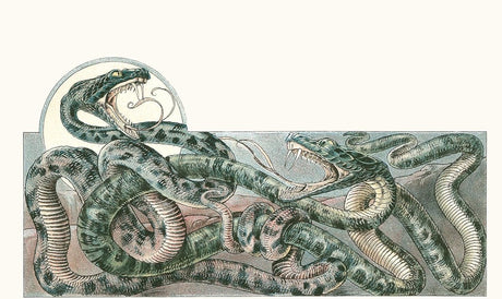 Fantastic Beasts of the Nineteenth Century - Books