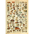 Mushrooms - Shroom ID Chart Poster PICKUP ONLY