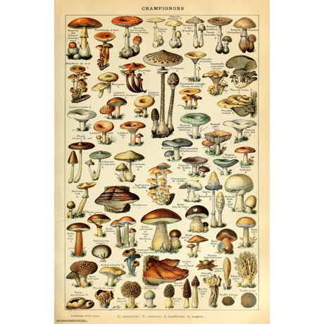 Mushrooms - Shroom ID Chart Poster PICKUP ONLY