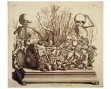 Frederik Ruysch and His Thesaurus Anatomicus: A Morbid Guide