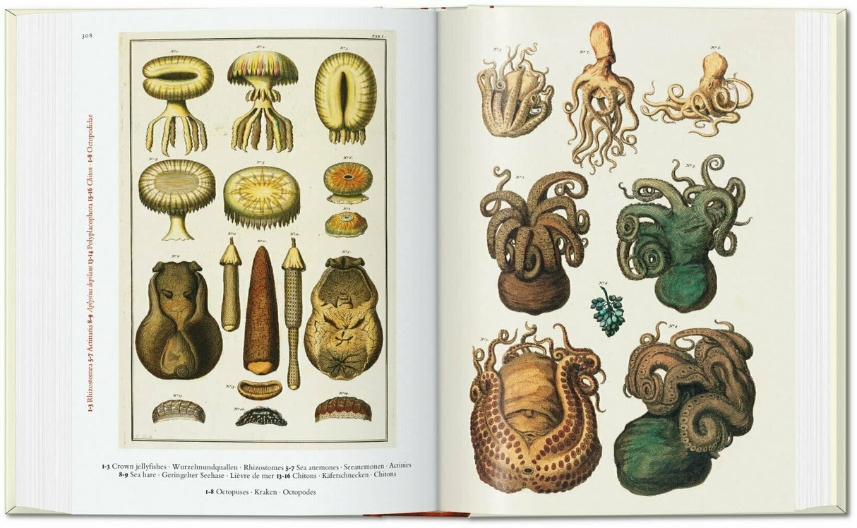 Cabinet of Natural Curiosities (Seba)