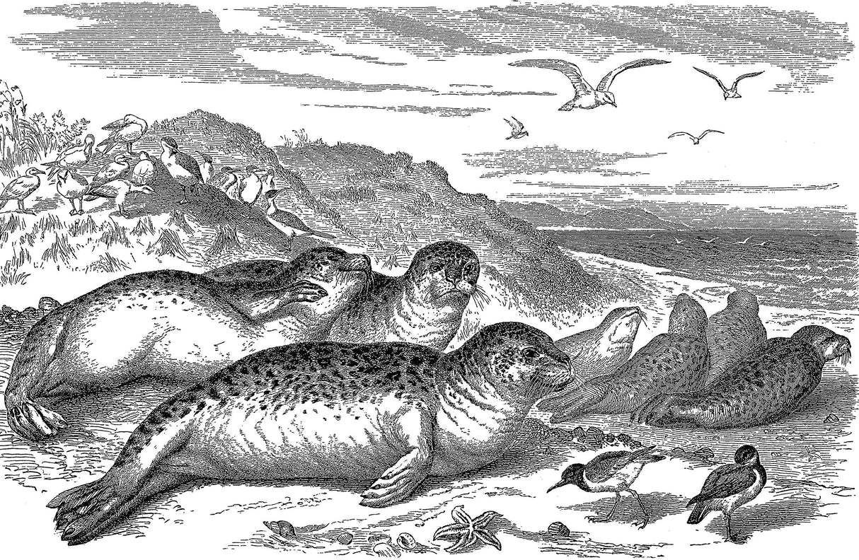 Animals: Illustrations of Mammals, Birds, Fish, Insects etc