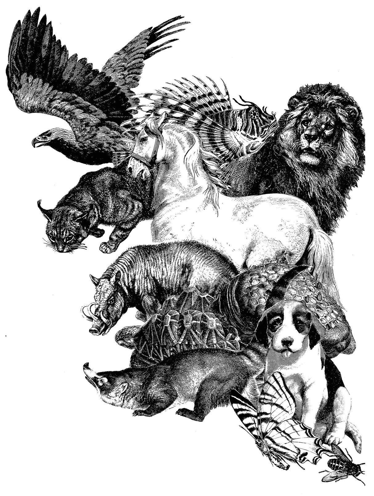 Animals: Illustrations of Mammals, Birds, Fish, Insects etc