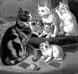 Animals: Illustrations of Mammals, Birds, Fish, Insects etc