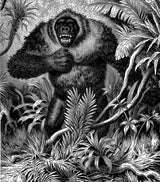 Animals: Illustrations of Mammals, Birds, Fish, Insects etc